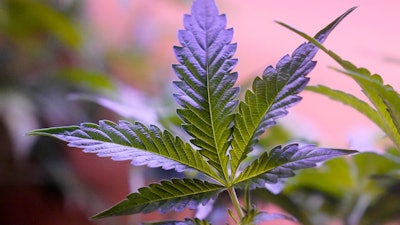 Marijuana plants are displayed at a shop in San Francisco, Monday, March 20, 2023.