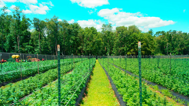 Nova Farms Cannabis Raises $20M to Fund Expansion into New Jersey ...
