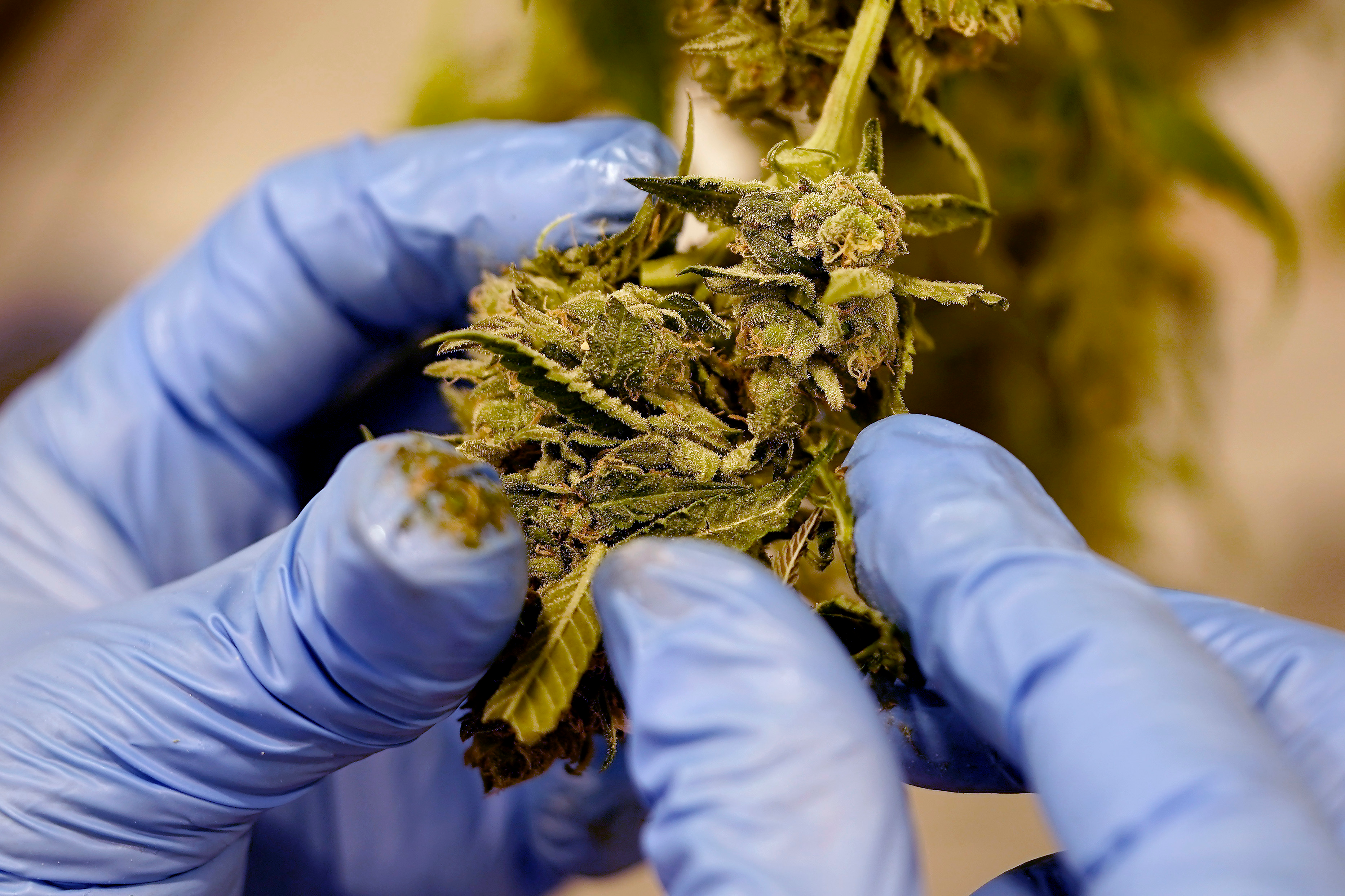 A worker pulls leaves from the flower of a cannabis plant at Greenlight Dispensary, Oct. 31, 2022, in Grandview, Mo. On Thursday, June 27, 2024, Ky.