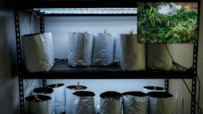 2024 09 20 Illegal Cannabis Growhouse