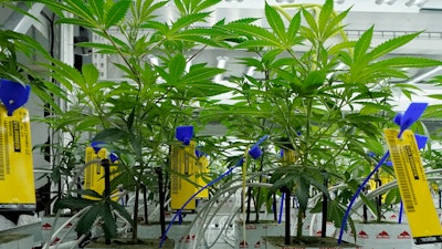 Young marijuana plants with state mandated identification tags grow in the indoor growing facility of Mockingbird Cannabis in Raymond, Miss., Friday, Jan. 20, 2023.
