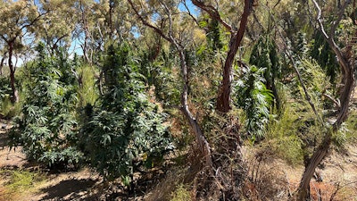 Illegal Cannabis Growing at Anza Borrego Desert State Park.