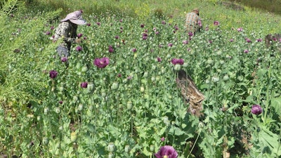 In this undated photo made available Thursday, Dec. 12, 2024 by the United Nations Office on Drugs and Crime (UNODC), workers collect opium gum in a poppy field in Shan State, Myanmar.