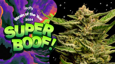 Leafly Strain Of The Year 2024 Super Boof