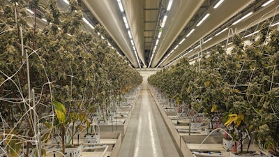 Cannabis plants sit in the Hollandse Hoogtes growing facility in Bemmel, Netherlands, Monday, April 7, 2025.