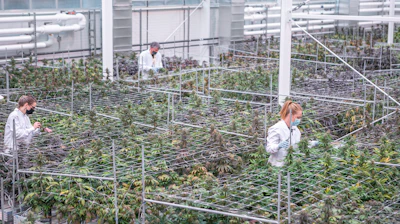 Aurora Coast Grow Room