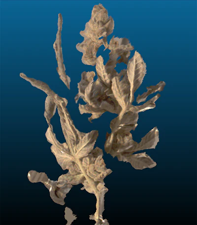 F Lower Leaves