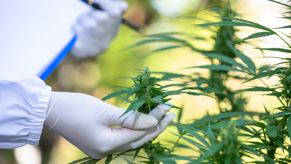 New York Proposes 3-Year Ban for Testing Lab Linked to Cannabis Recall ...