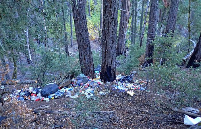 A cannabis cultivation camp located within one of the study sites.