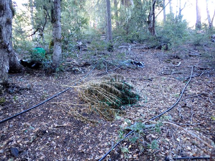Abandoned irrigation pipe and cannabis plants at one of the study sites.