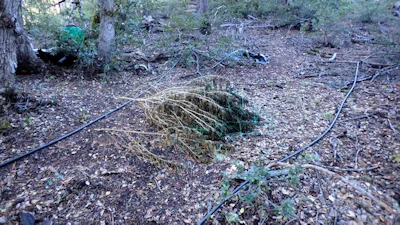 Abandoned irrigation pipe and cannabis plants at one of the study sites.