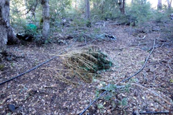 Abandoned irrigation pipe and cannabis plants at one of the study sites.