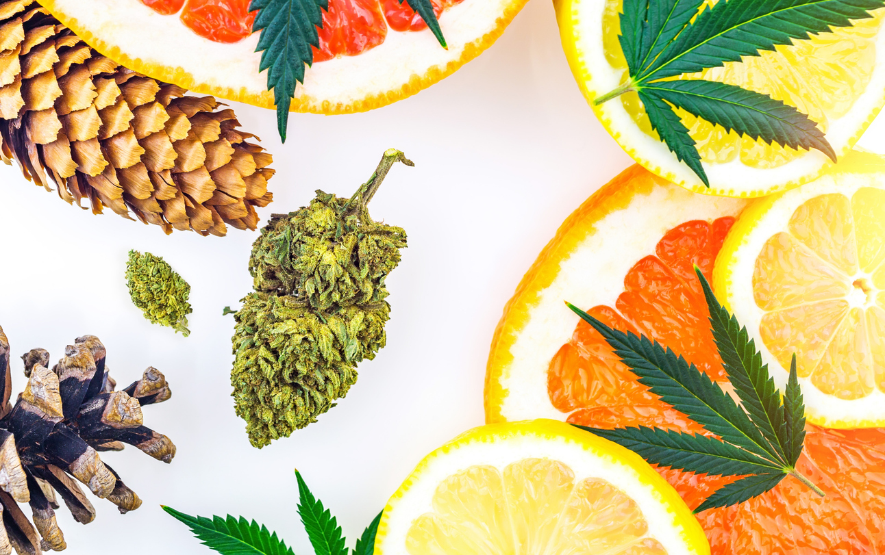 Medical Terpenes Rebrands as Loud Spectrum | Cannabis Equipment News