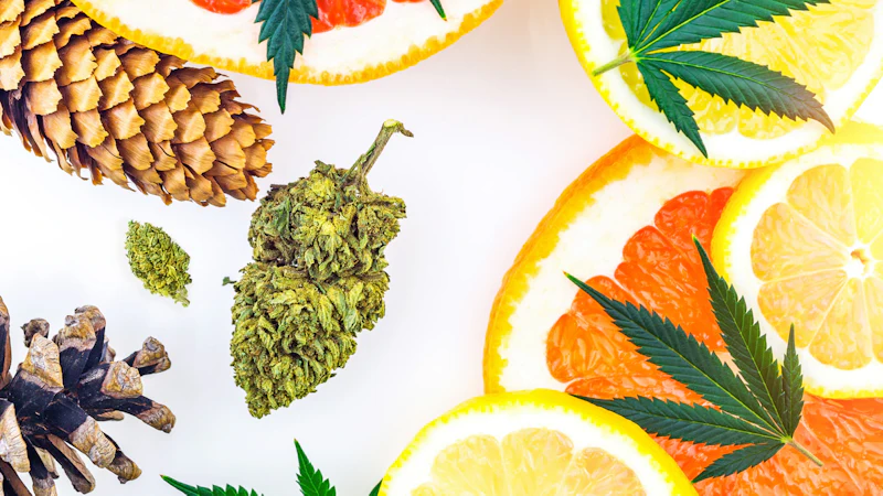 Spectral Line Icon Medical Terpenes Rebrands as Loud Spectrum | Cannabis Equipment News