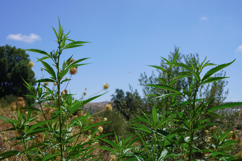 Cannabis plants sprout near a licensed cultivation facility near Bab Berred, Chefchaouen, Morocco, Monday, Nov. 24, 2025.