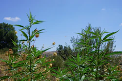 Cannabis plants sprout near a licensed cultivation facility near Bab Berred, Chefchaouen, Morocco, Monday, Nov. 24, 2025.