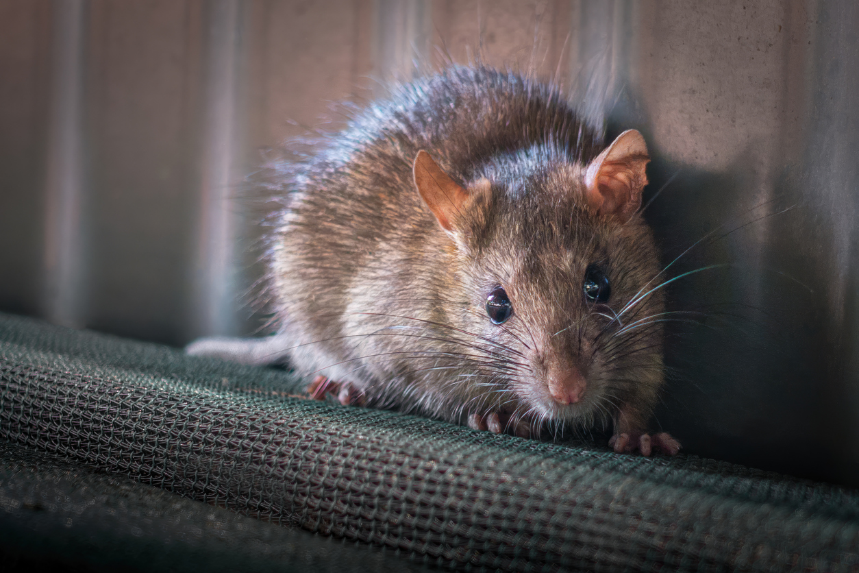 Rats Reach for Weed When They're Stressed Out | Cannabis Equipment News