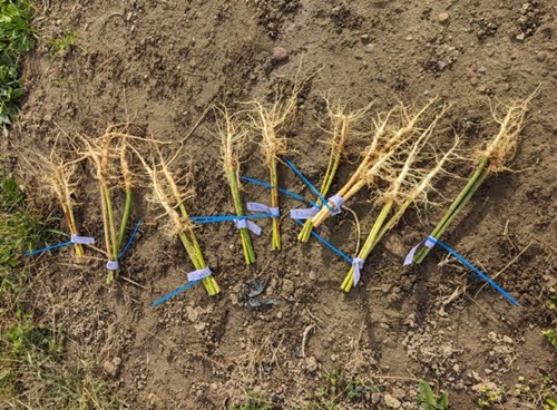 Hemp Root 500