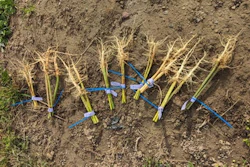 Hemp Root 500
