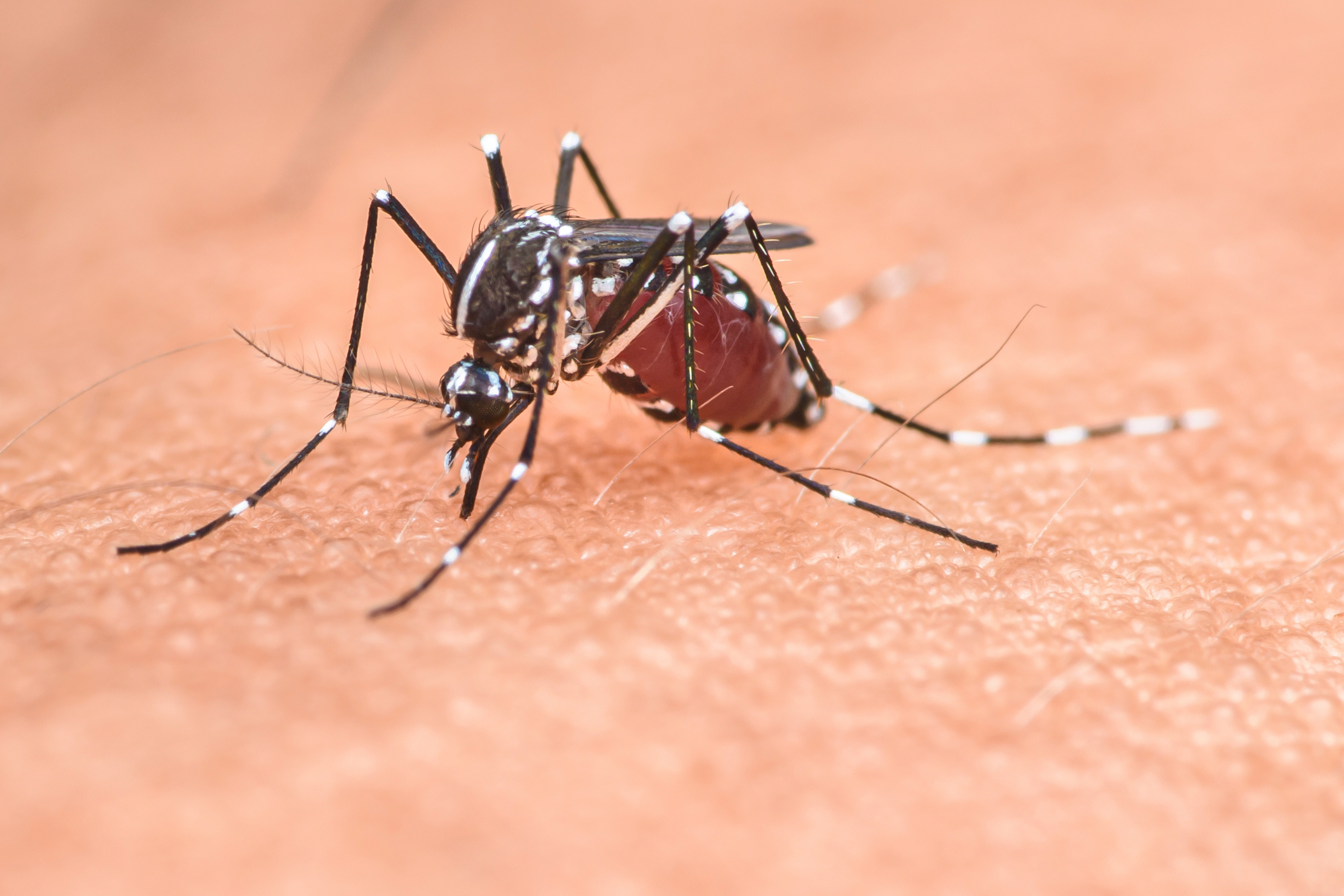 Behold, a mosquito.