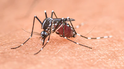 Behold, a mosquito.