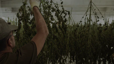 Decibel Cannabis Company
