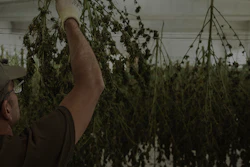 Decibel Cannabis Company