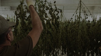 Decibel Cannabis Company