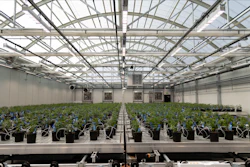Canapa Valley Farms Greenhouse