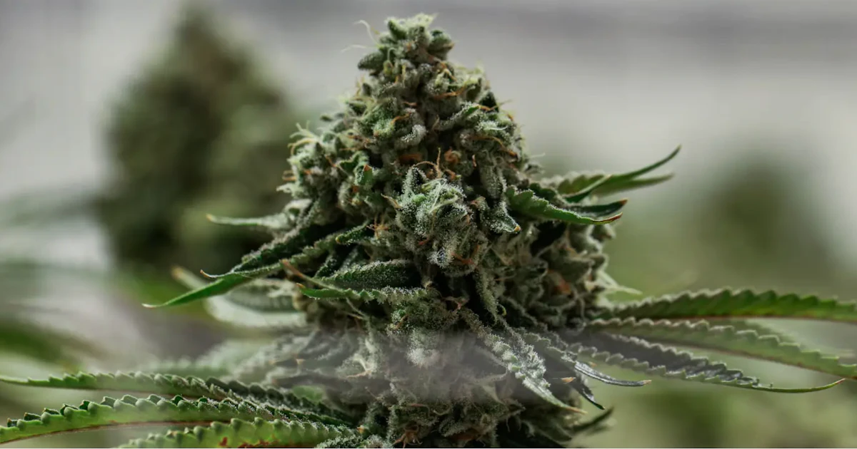Seed Junky Expands 'Selective' Licensing Structure with Arizona Deal | Cannabis Equipment News