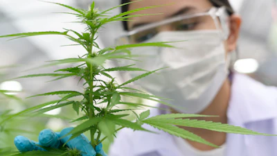Cannabis