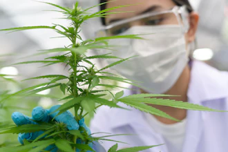 Cannabis