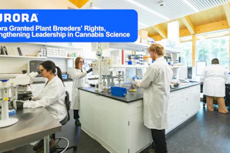 Aurora Cannabis Inc Aurora Granted Plant Breeders Rights Stre