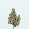Frost'd Flakes Single Bud
