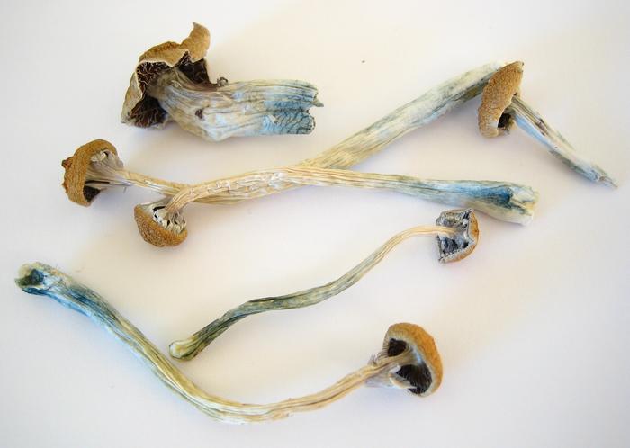 Low Res Cr Dried Cubensis
