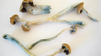 Low Res Cr Dried Cubensis