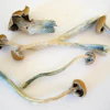 Low Res Cr Dried Cubensis