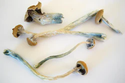 Low Res Cr Dried Cubensis