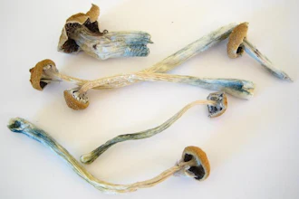 Low Res Cr Dried Cubensis