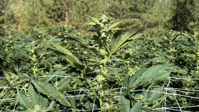 Cannabis