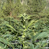 Cannabis