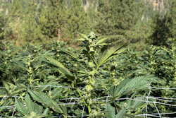 Cannabis