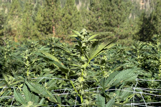 Cannabis