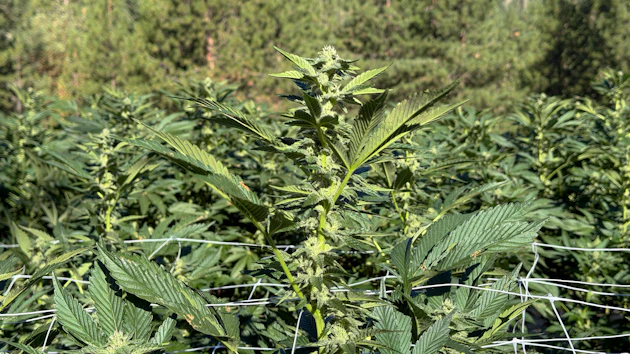 Cannabis