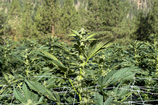 Cannabis