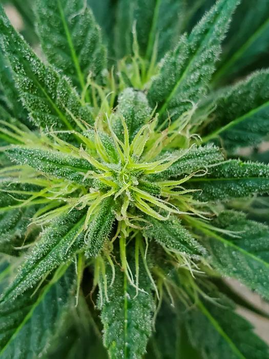 Low Res Cannabis Sativa