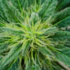 Low Res Cannabis Sativa