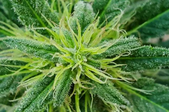 Low Res Cannabis Sativa