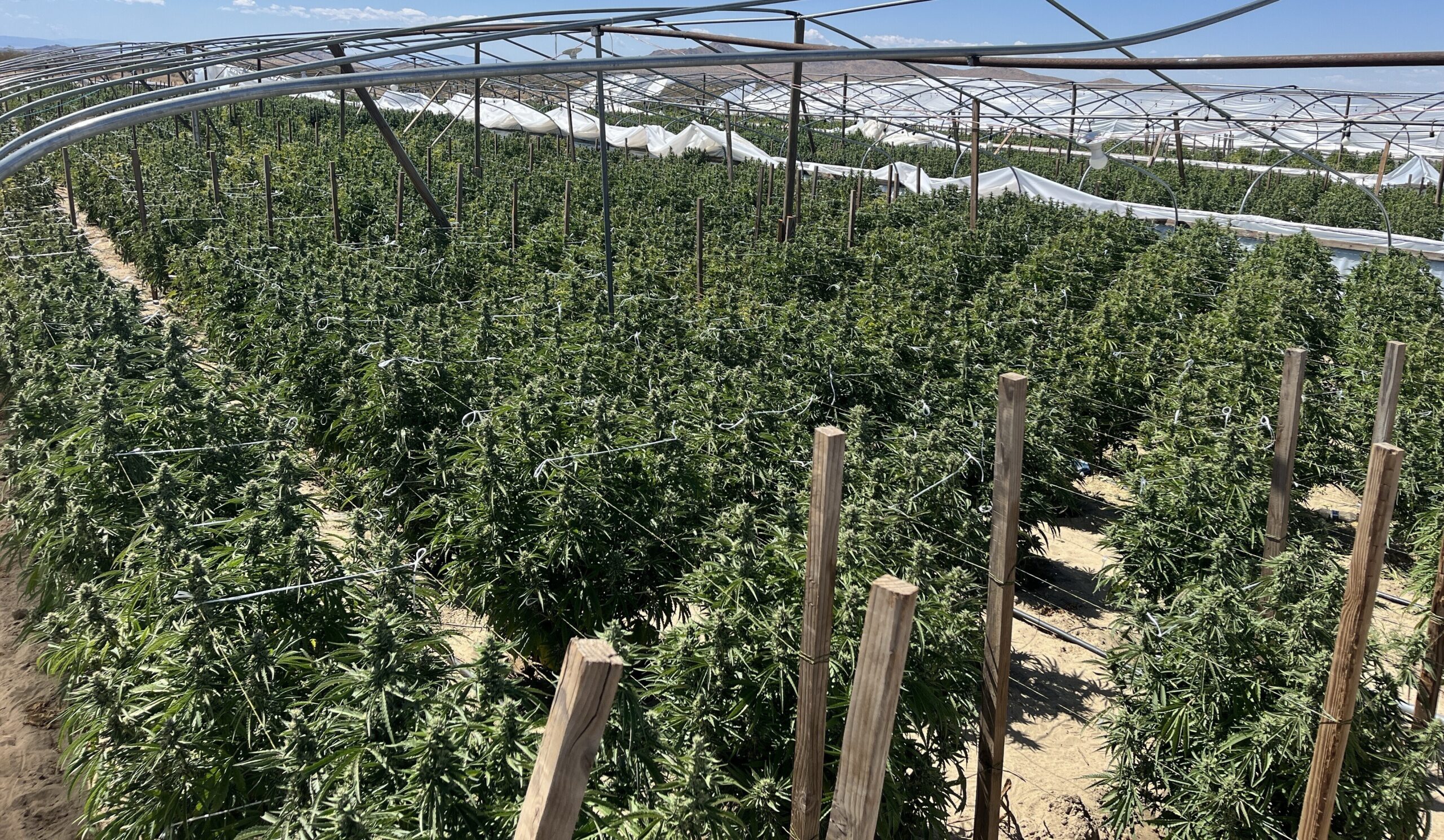 Illicit cannabis plants found during a UCETF operation in unincorporated Los Angeles County in May.