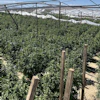 Illicit cannabis plants found during a UCETF operation in unincorporated Los Angeles County in May.